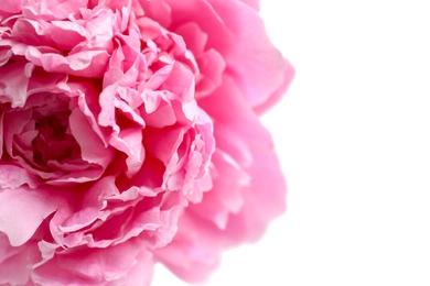 Photo of Beautiful fragrant peony flower on white  background