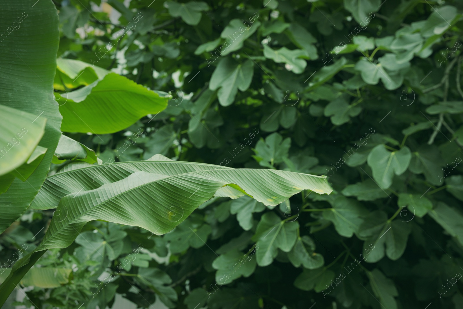 Photo of Beautiful tropical plants with green leaves outdoors, space for text