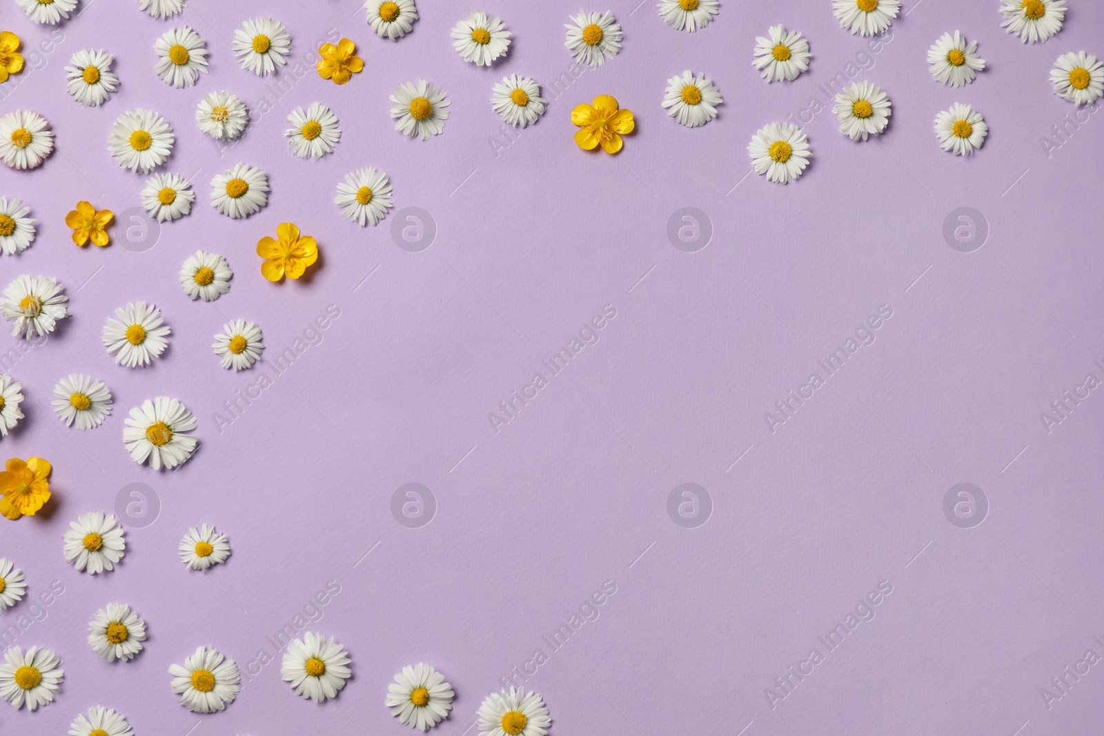 Photo of Many beautiful flowers on lilac background, flat lay. Space for text