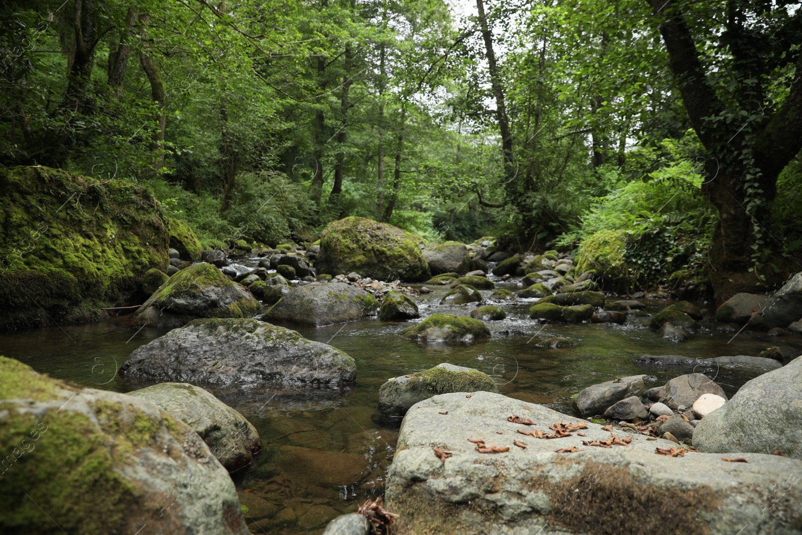 Photo of Picturesque view of mountain river, stones and green plants in forest