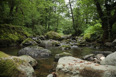 Picturesque view of mountain river, stones and green plants in forest