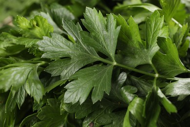 Photo of Closeup view of fresh green parsley leaves