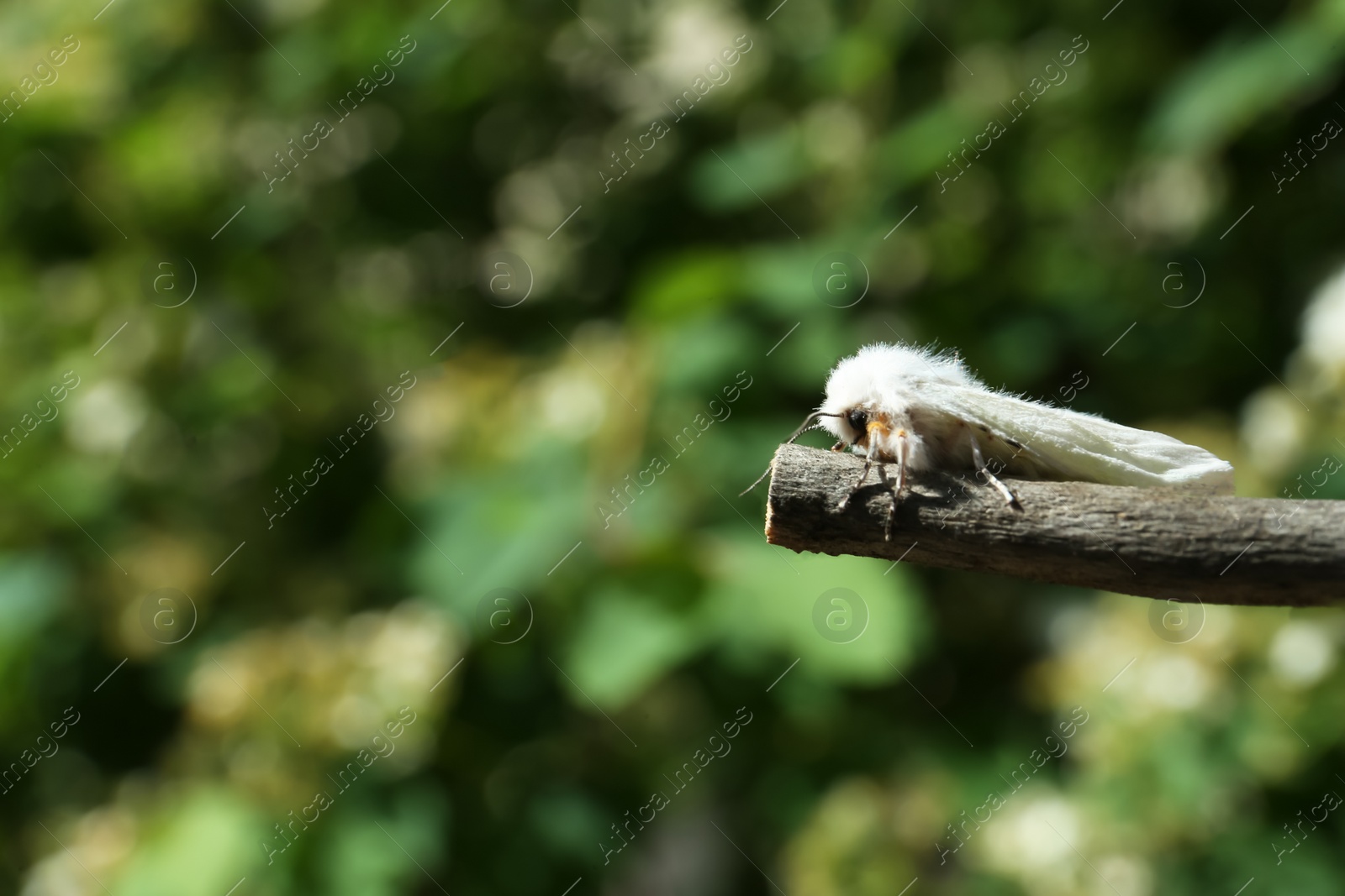 Photo of Beautiful moth on wooden twig outdoors, closeup. Space for text