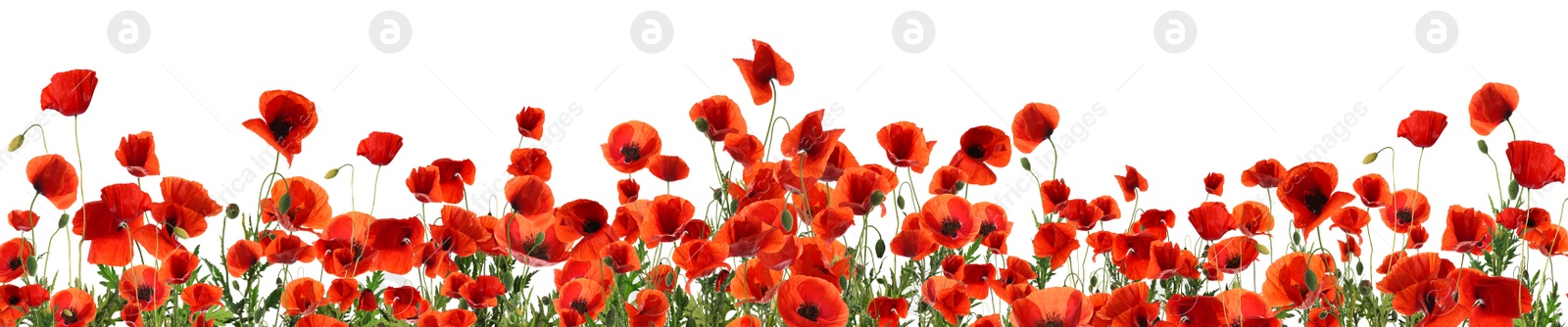 Image of Beautiful red poppy flowers on white background. Banner design