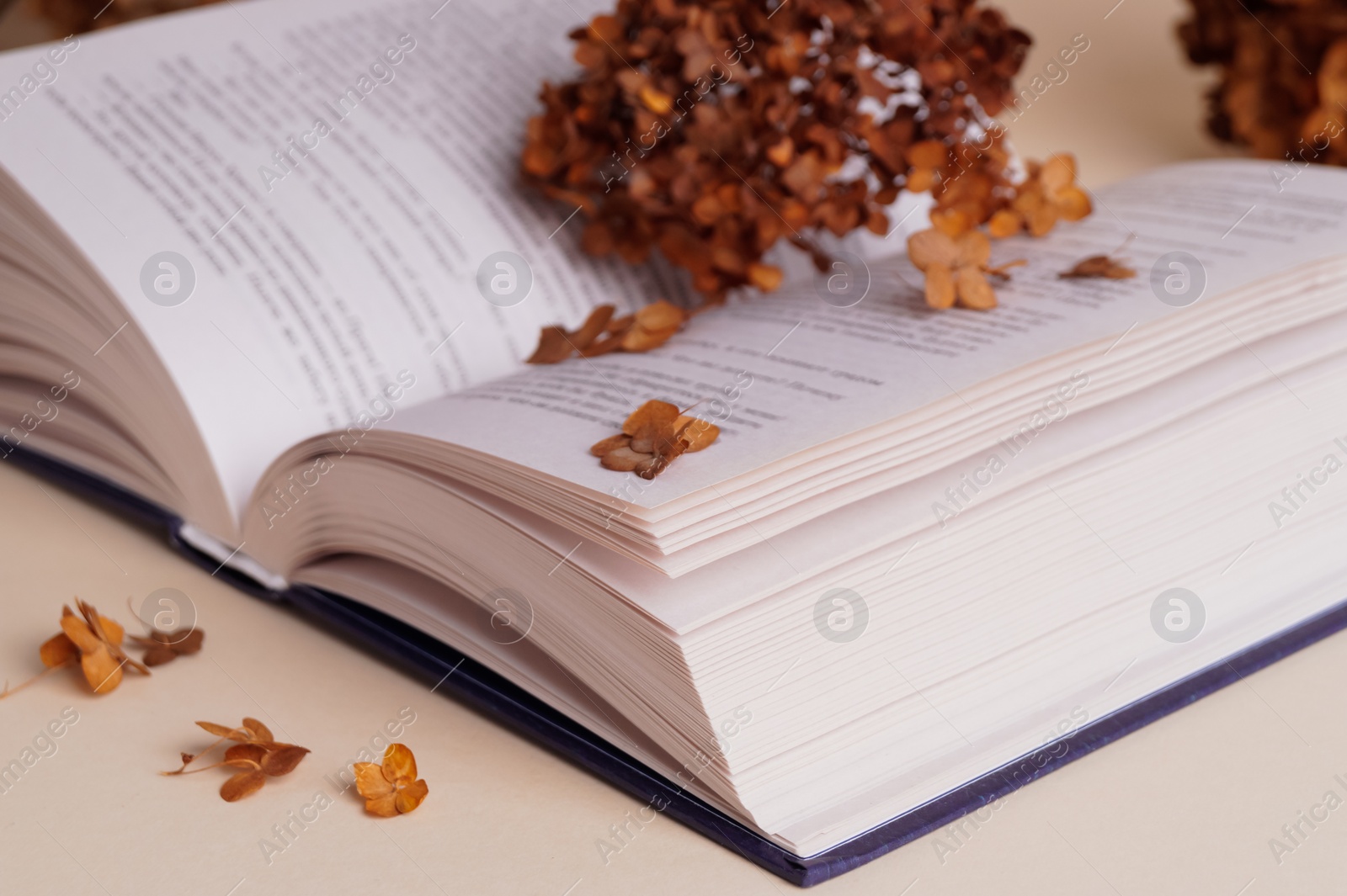 Photo of Dried hortensia flowers and book on beige table, closeup