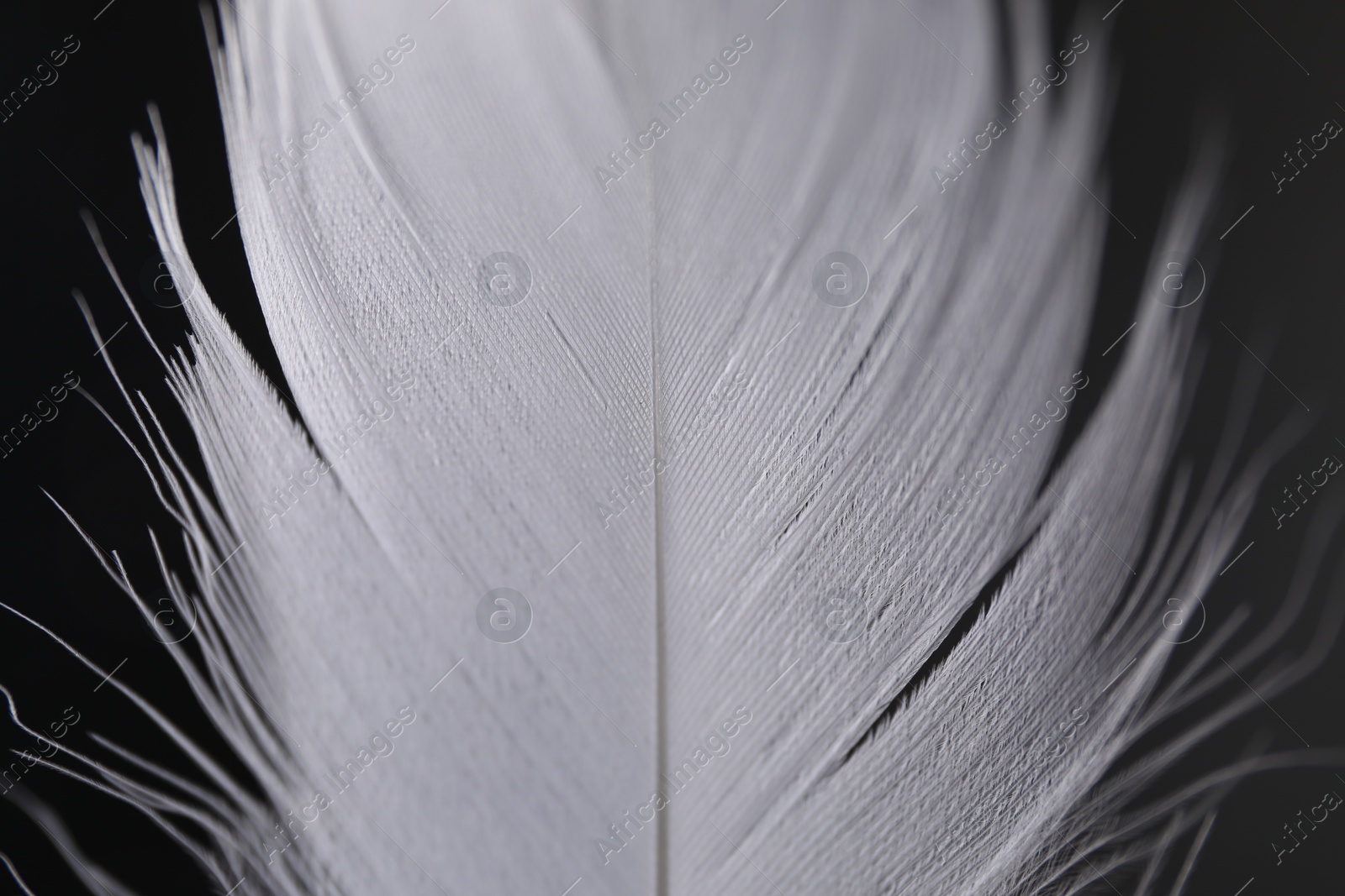 Photo of Fluffy white feather on black background, closeup