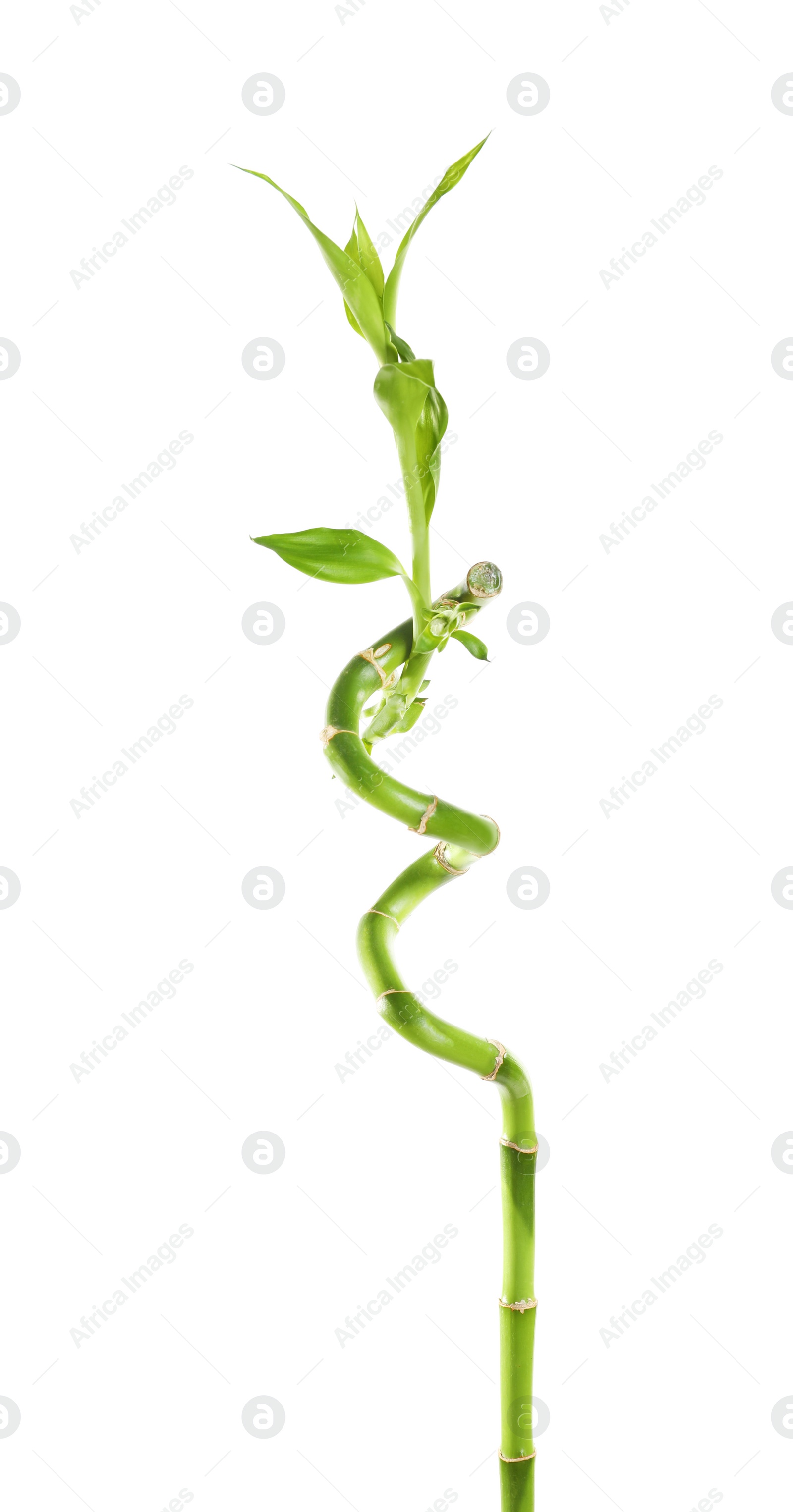 Photo of Green bamboo stem with leaves on white background