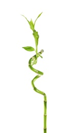 Photo of Green bamboo stem with leaves on white background