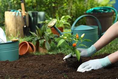 Photo of Woman transplanting pepper plant into soil in garden, closeup. Space for text