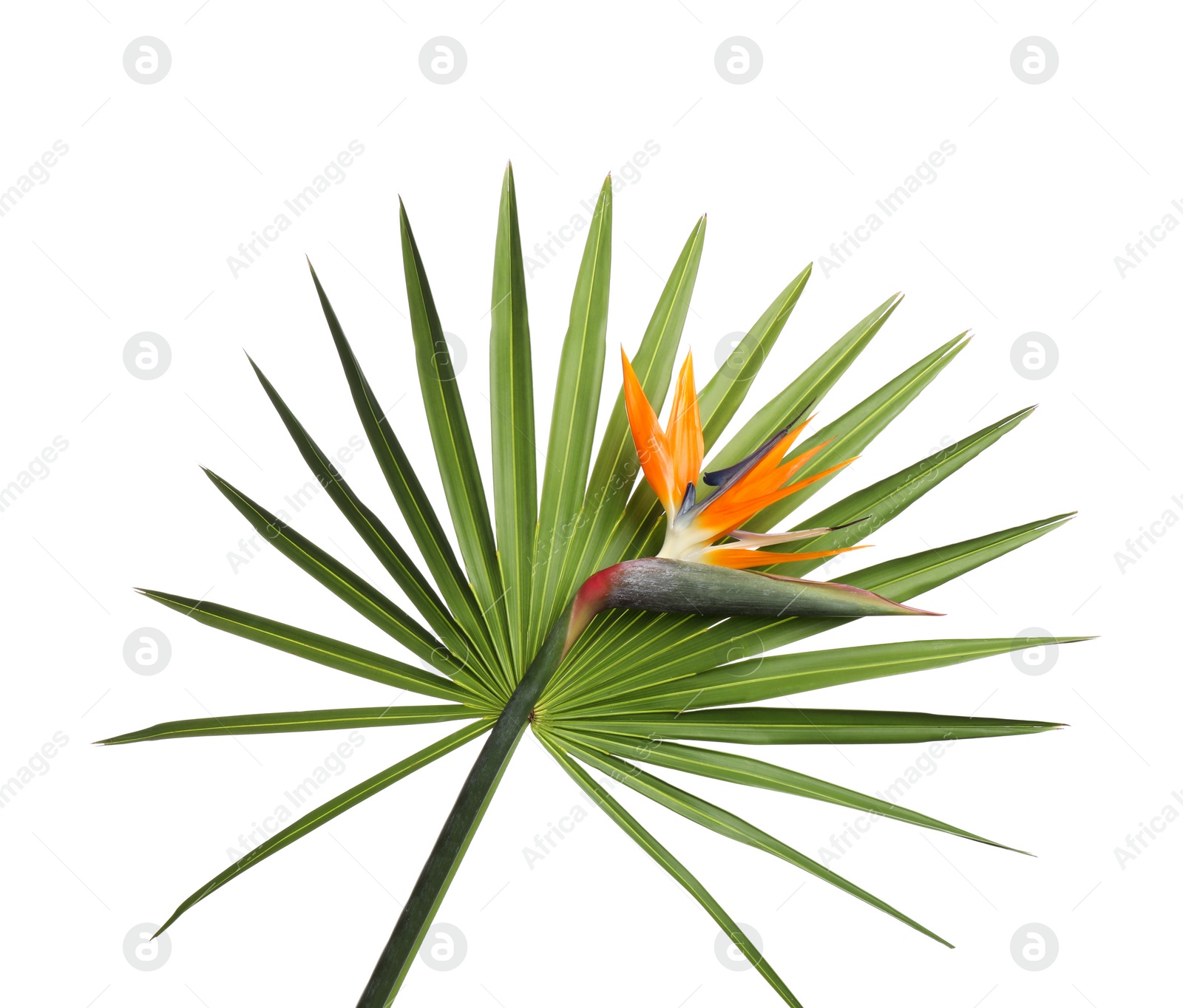 Photo of Bird of Paradise tropical flower isolated on white