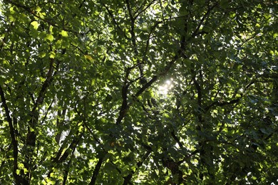 Photo of Beautiful tree with fresh green leaves growing outdoors on sunny day