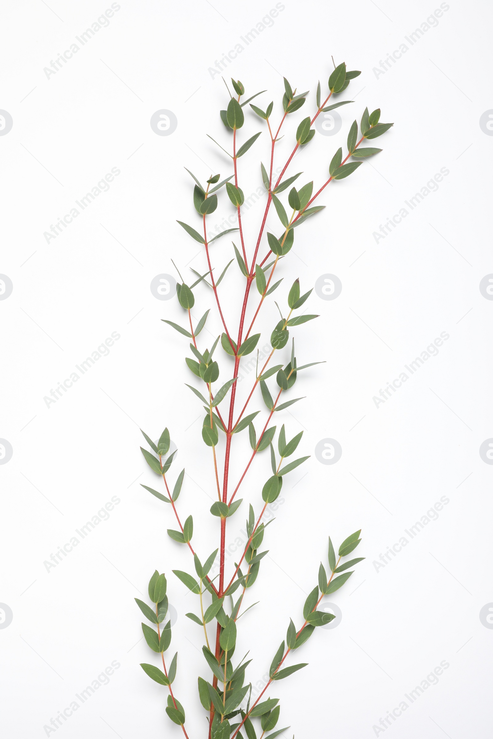 Photo of Eucalyptus branch with fresh leaves isolated on white, top view