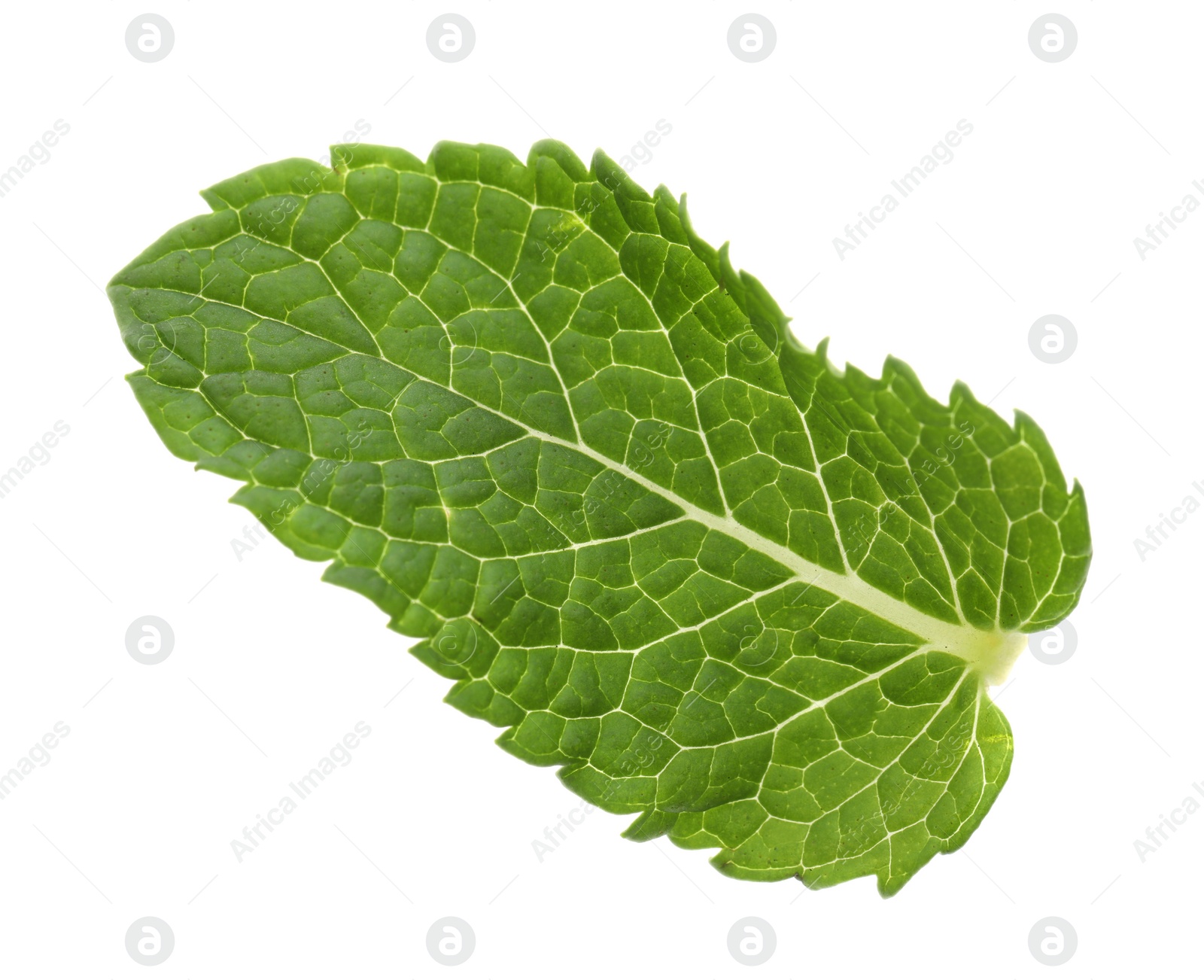 Photo of Fresh green mint leaf isolated on white