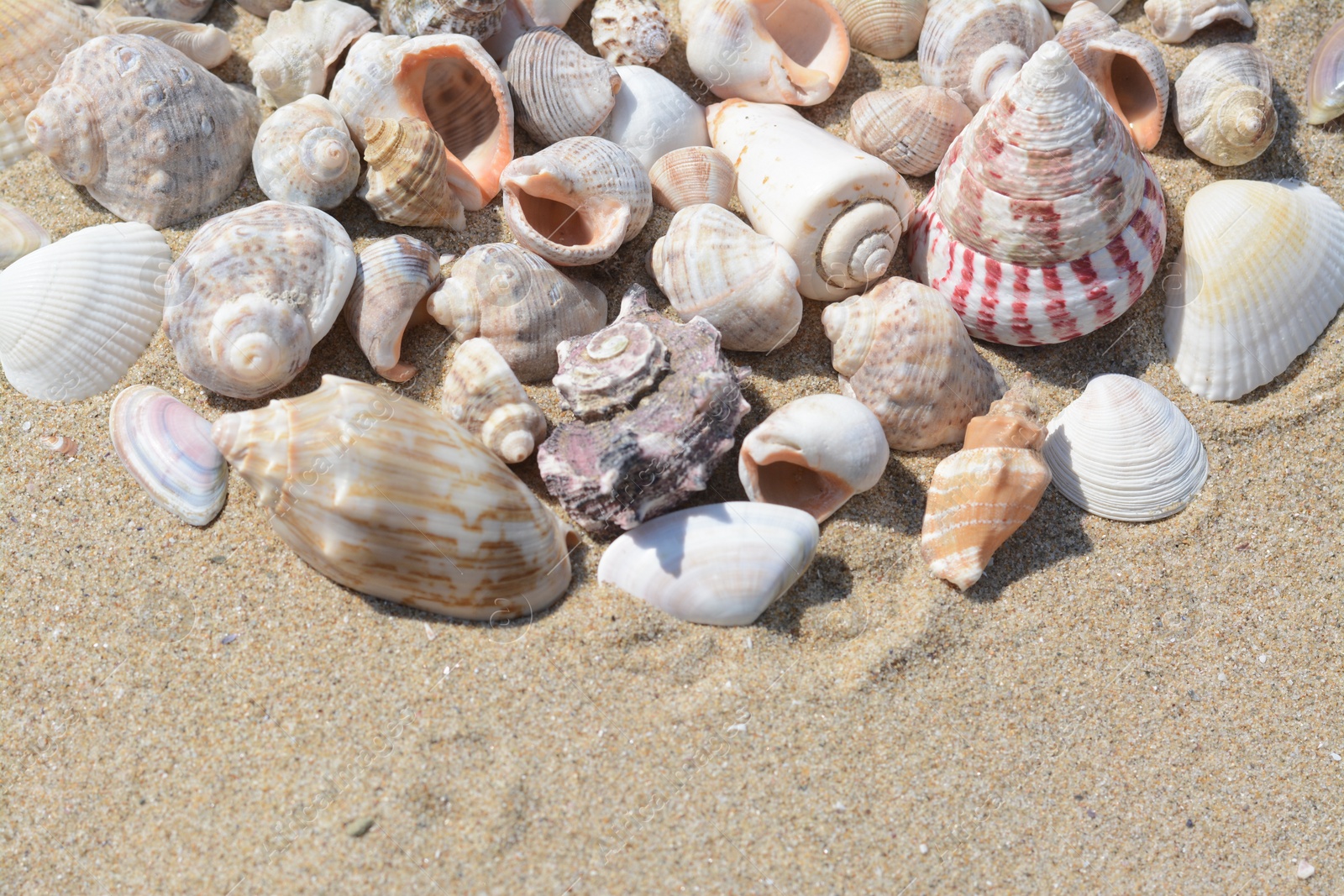 Photo of Many beautiful sea shells on sand, closeup