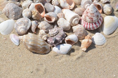 Many beautiful sea shells on sand, closeup