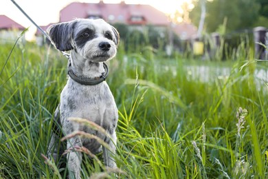 Photo of Cute dog with leash sitting in green grass outdoors, space for text