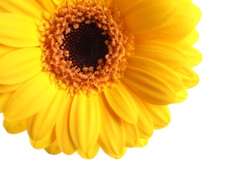 Photo of Beautiful yellow gerbera flower on white background, closeup