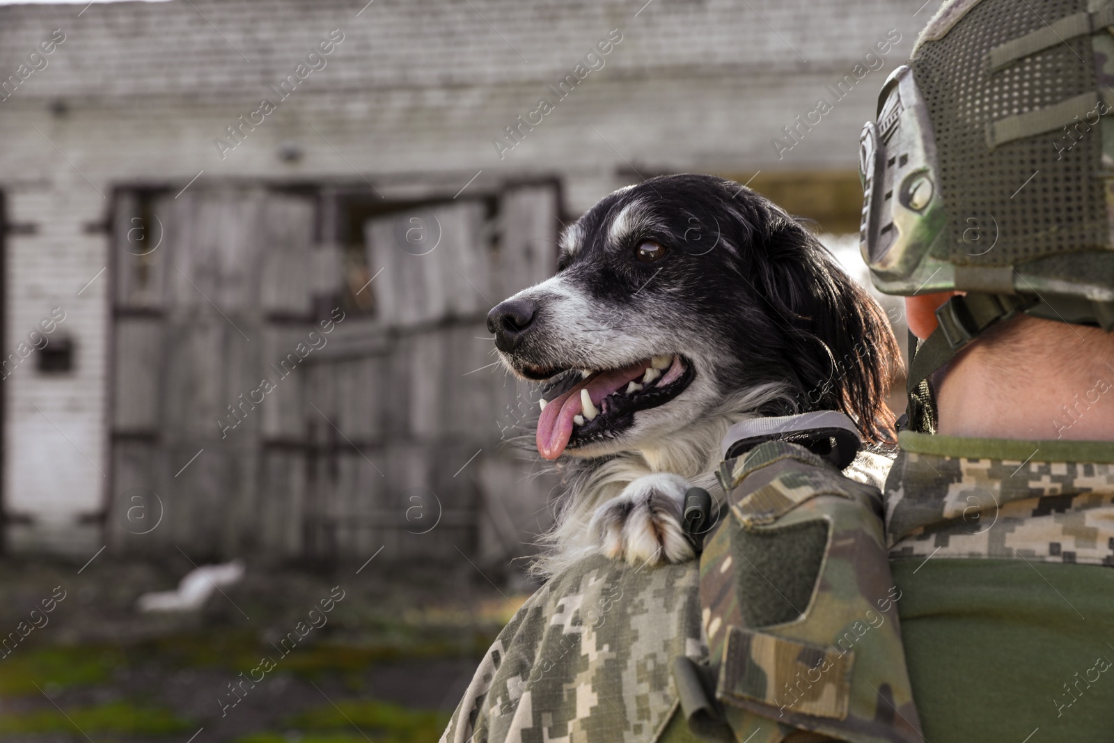 Photo of Ukrainian soldier rescuing stray dog outdoors, back view. Space for text