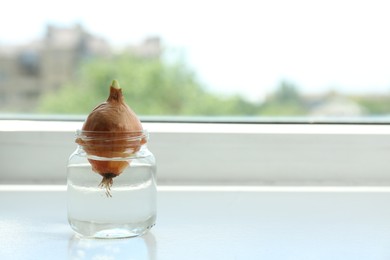 Sprouted onion in glass with water on window sill. Space for text