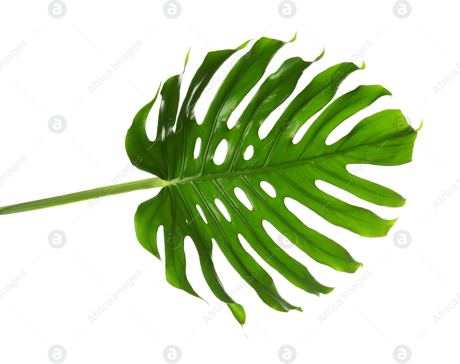 Photo of Fresh tropical monstera leaf on white background