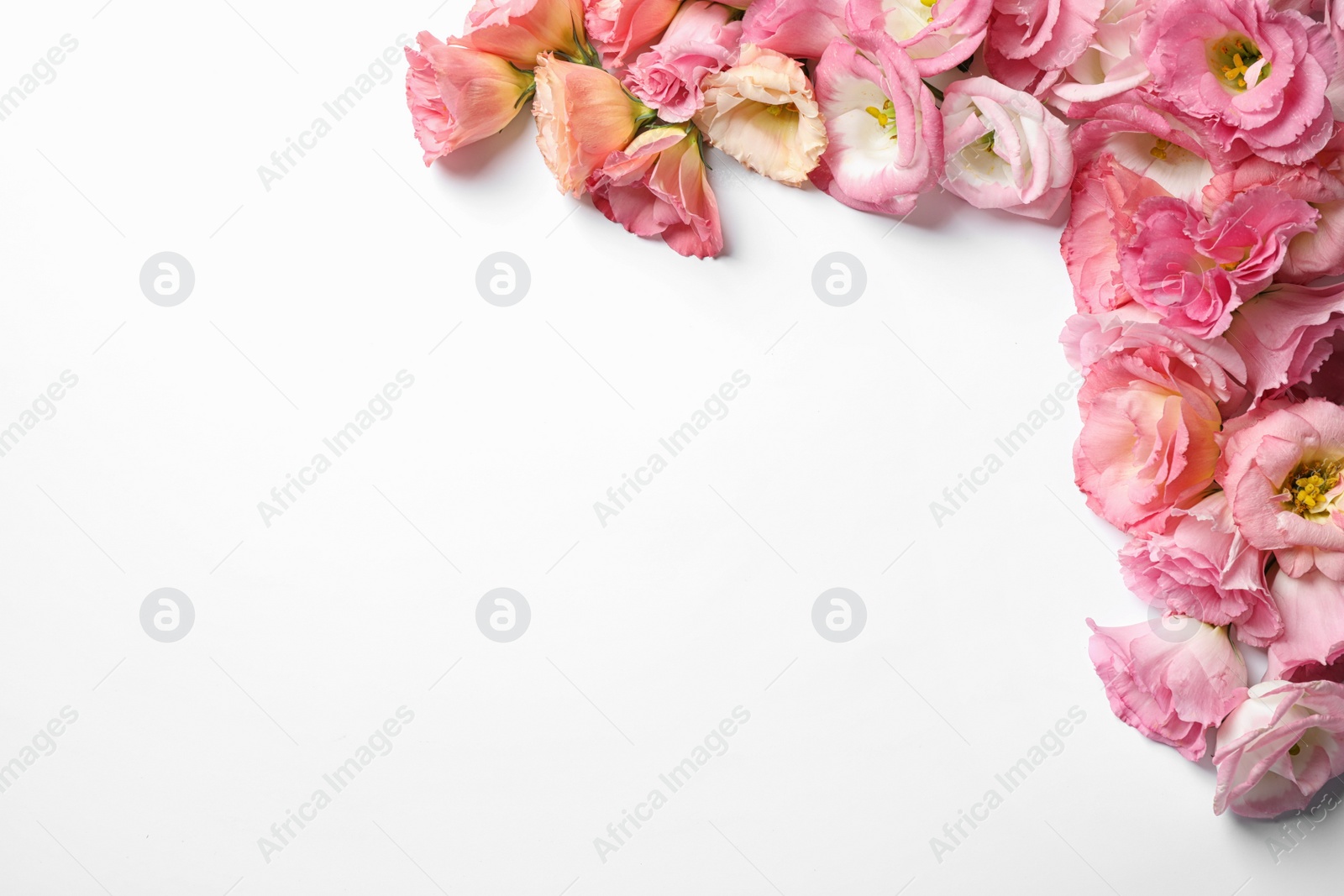 Photo of Beautiful Eustoma flowers on white background, top view. Space for text