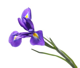 Photo of Beautiful violet iris flower isolated on white