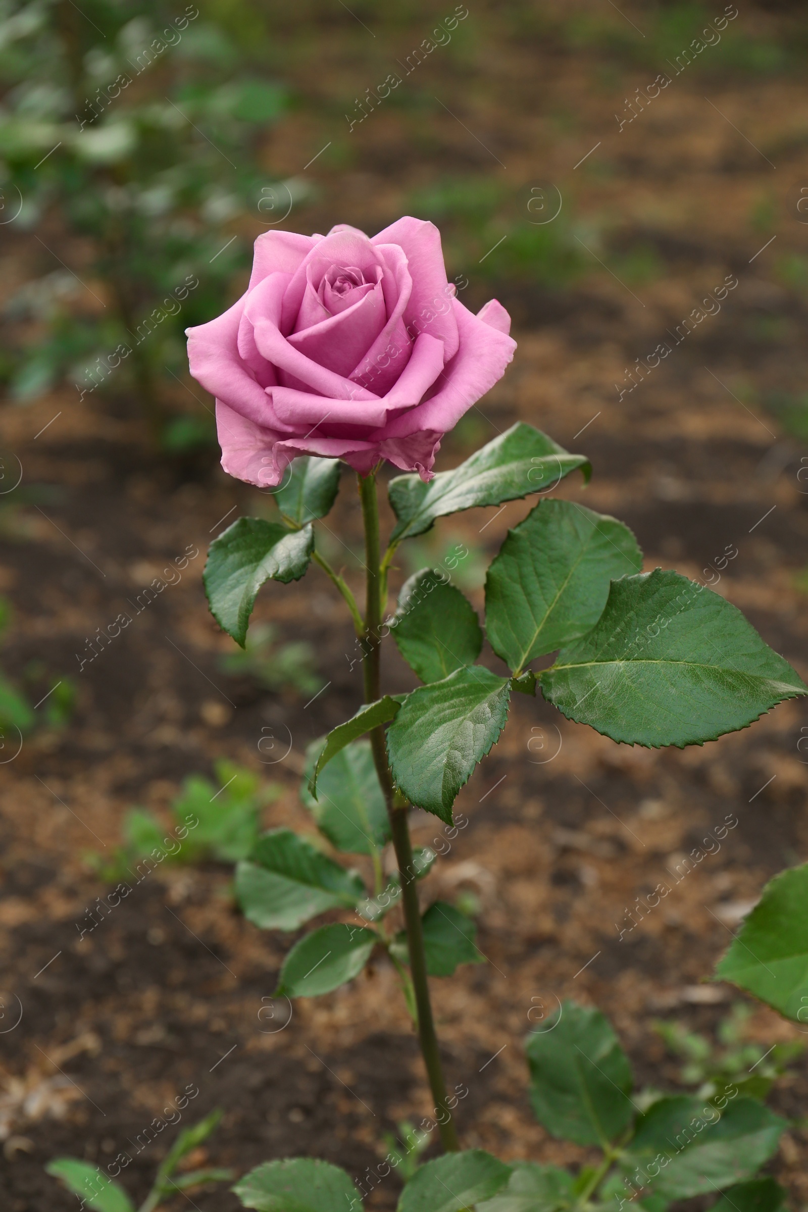 Photo of Beautiful blooming violet rose growing in garden