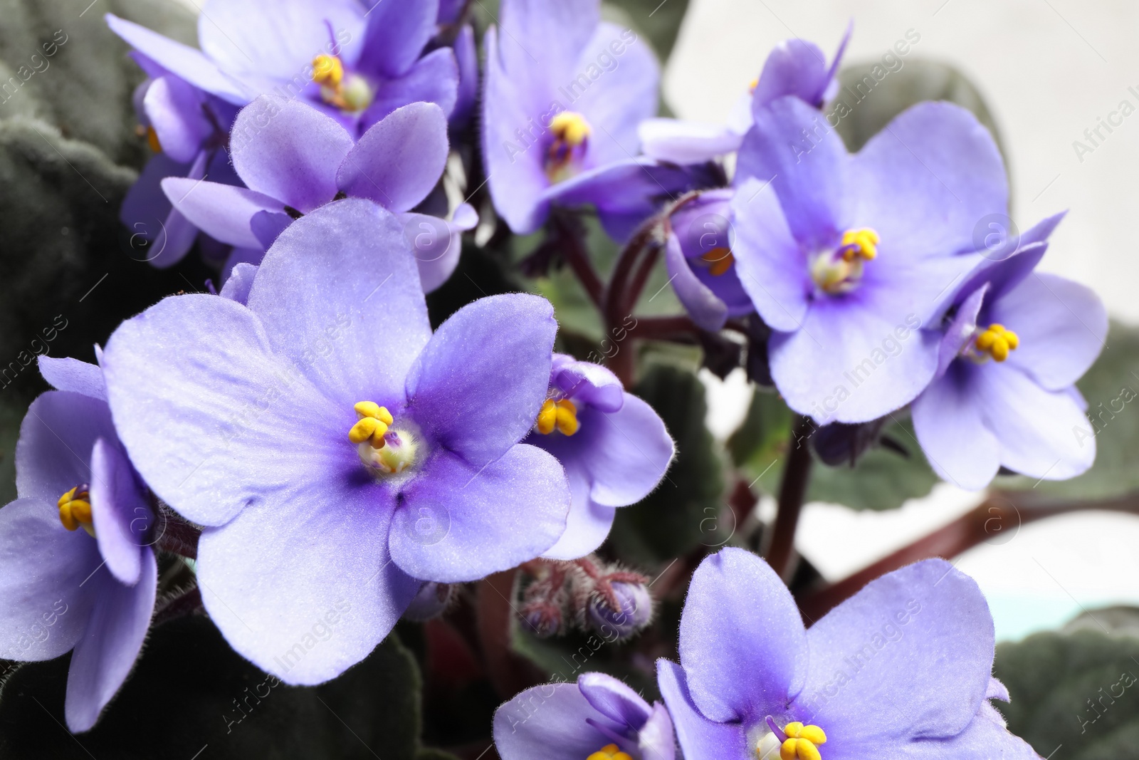 Photo of Beautiful violet flowers on light grey background, closeup. Plant for house decor