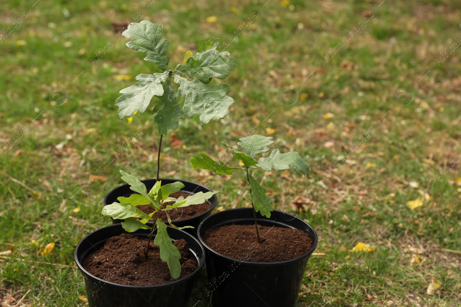 Photo of Saplings in pots on green grass outdoors. Planting tree