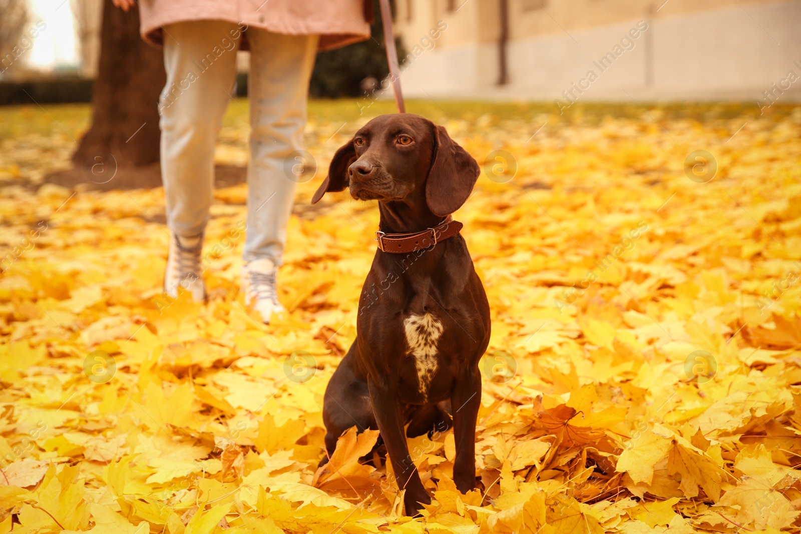 Photo of Woman with cute German Shorthaired Pointer in park on autumn day