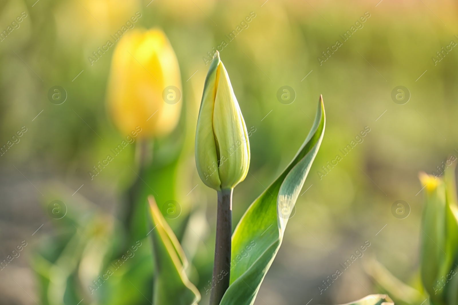 Photo of Fresh beautiful tulip bud in field. Spring flower