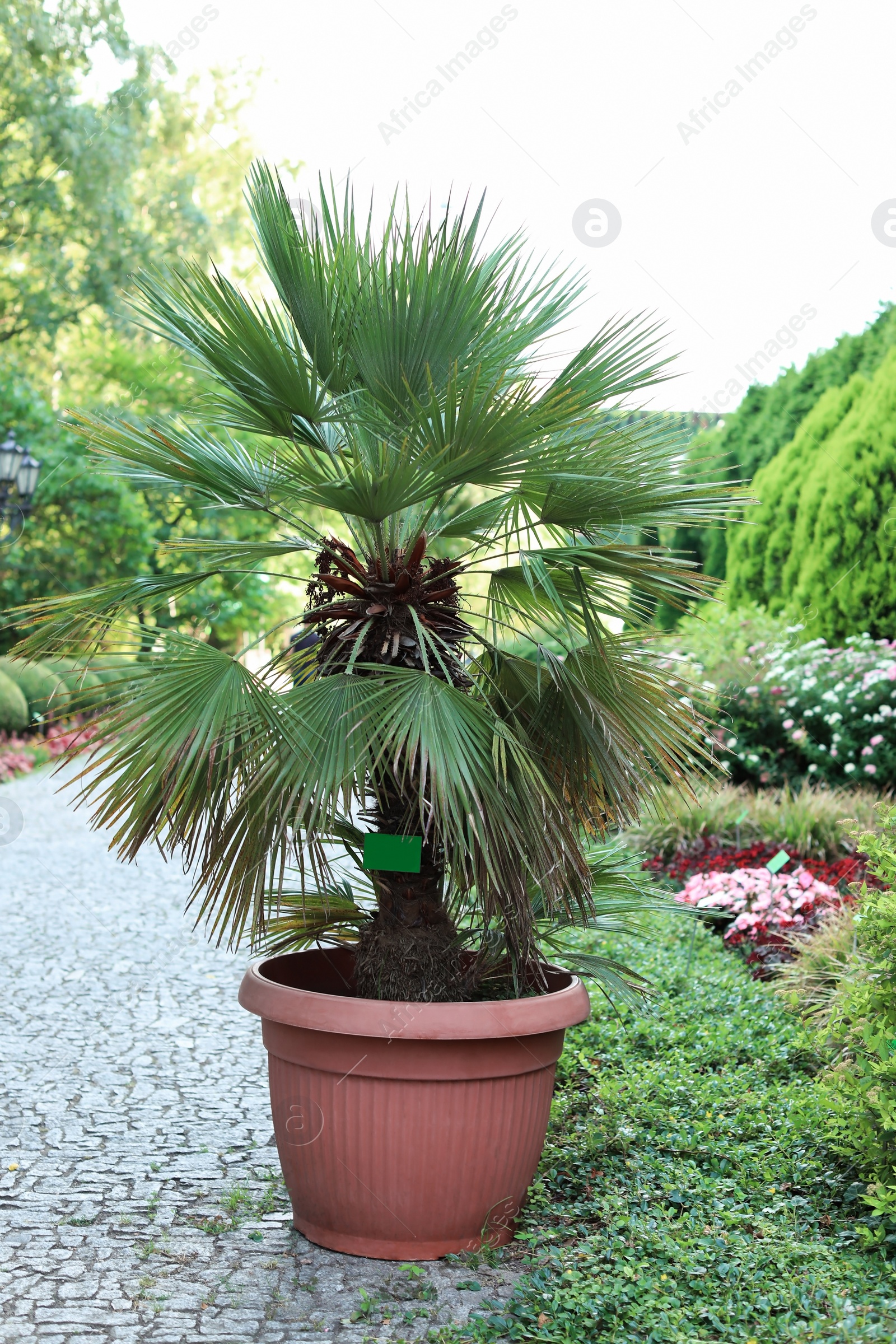 Photo of Tropical palm with beautiful green leaves outdoors