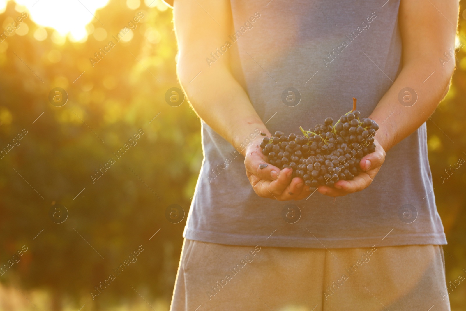 Photo of Man holding bunches of fresh ripe juicy grapes outdoors, closeup