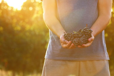 Photo of Man holding bunches of fresh ripe juicy grapes outdoors, closeup