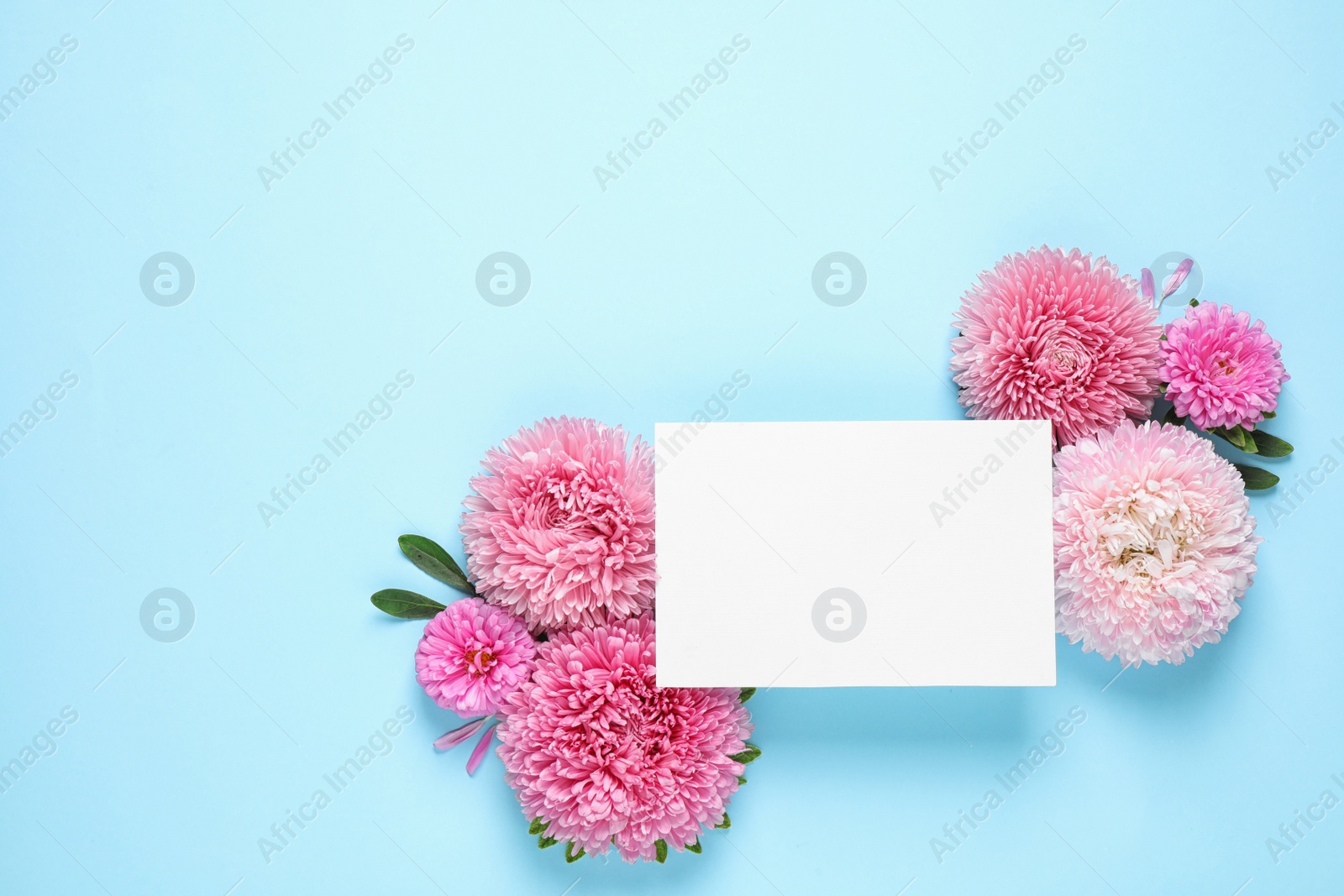 Photo of Flat lay composition with beautiful aster flowers and blank card on light blue background. Space for text