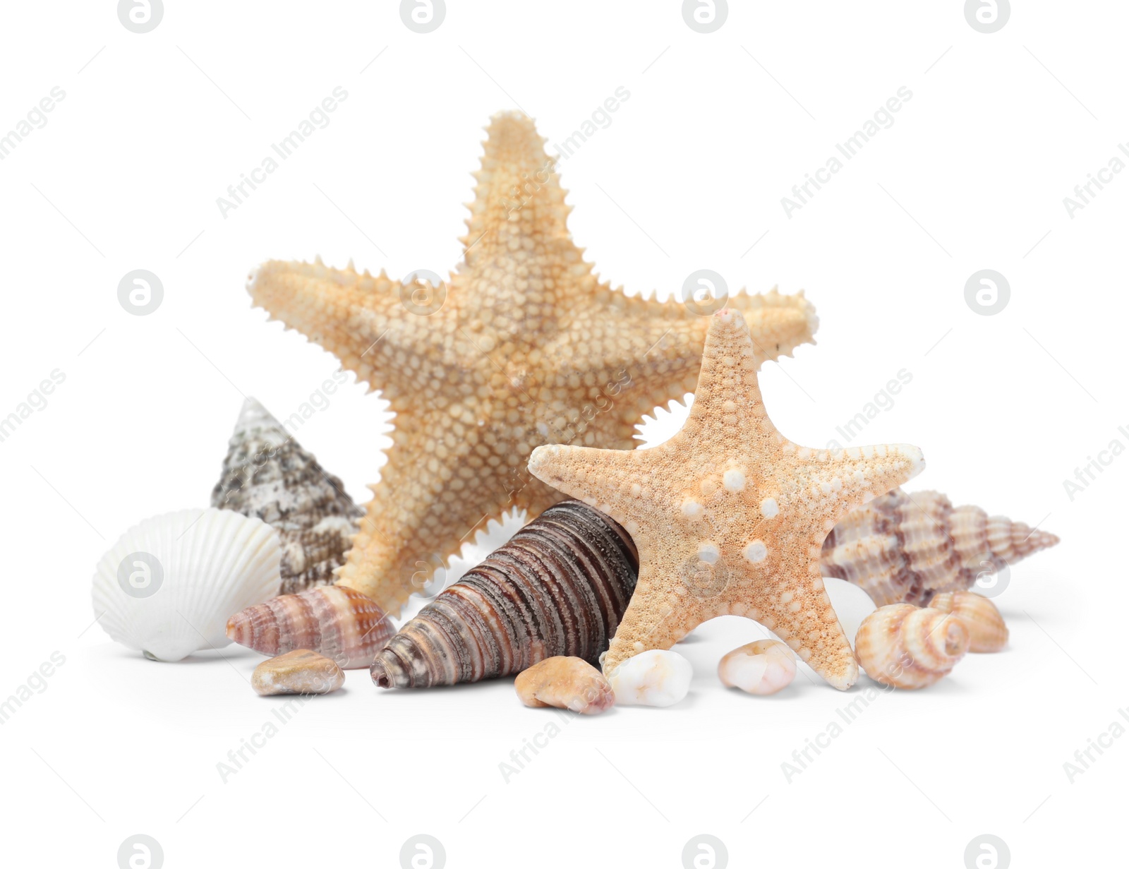 Photo of Beautiful sea stars and seashells on white background