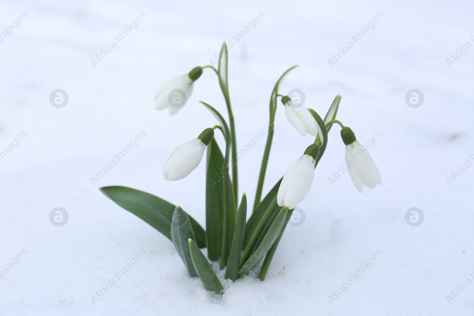 Photo of Beautiful blooming snowdrops growing in snow outdoors. Spring flowers
