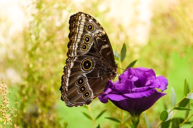 Beautiful Blue Morpho butterfly on eustoma flower outdoors