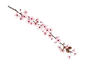 Sakura tree branch with beautiful pink blossoms isolated on white