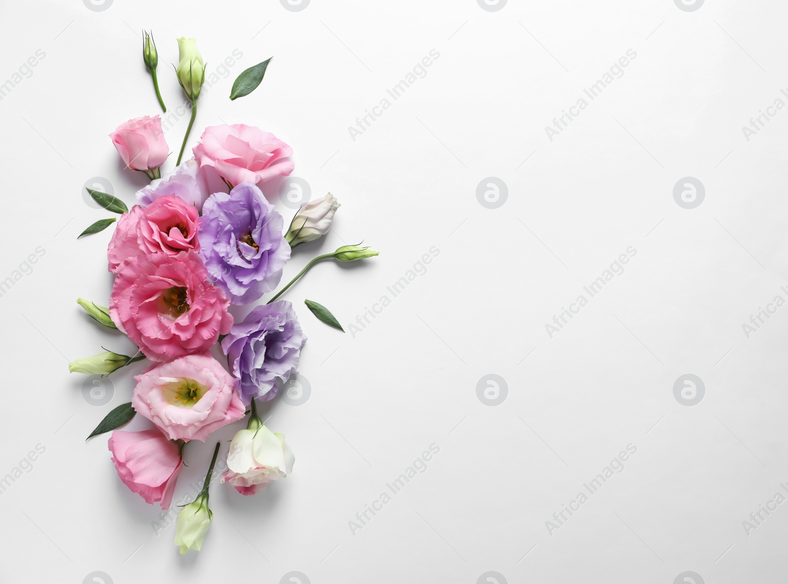 Photo of Flat lay composition with beautiful Eustoma flowers on light background