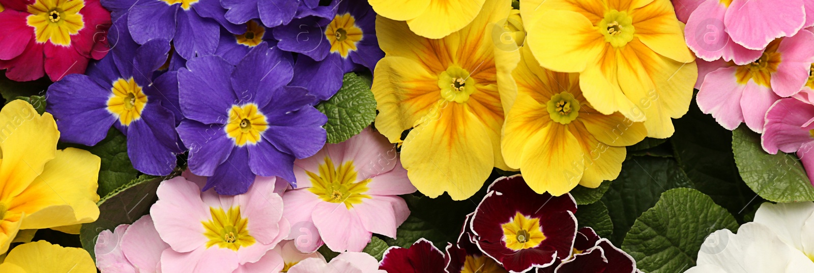 Image of Beautiful spring primula (primrose) flowers as background, top view. Banner design