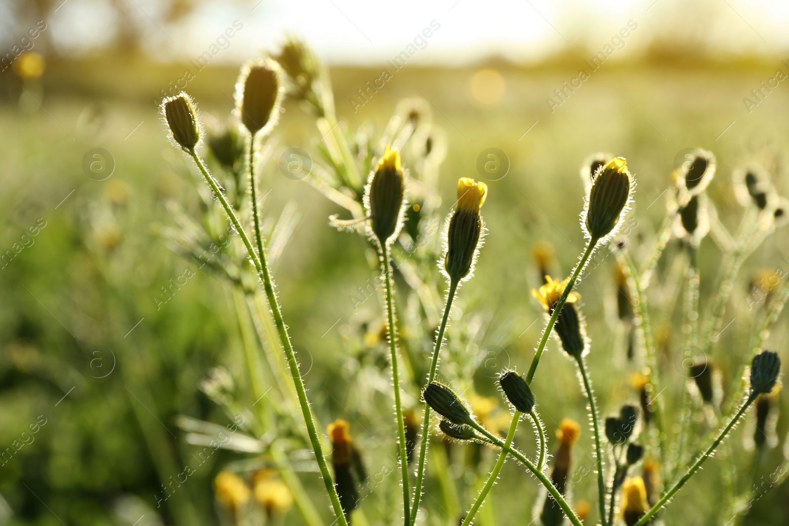 Photo of Beautiful yellow flowers growing in meadow on sunny day, closeup