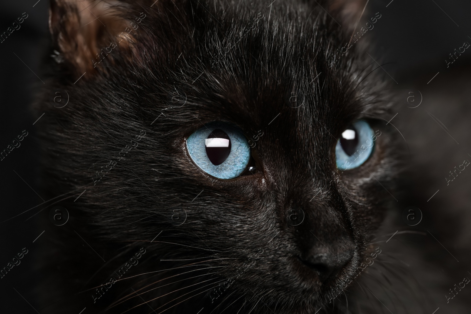 Photo of Black cat with beautiful eyes on dark background, closeup