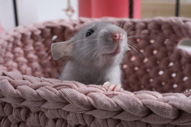 Photo of Cute grey rat in pink knitted basket indoors, closeup