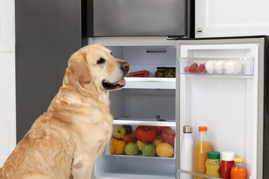 Photo of Cute Labrador Retriever near open refrigerator indoors