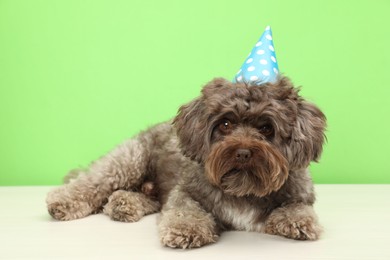 Photo of Cute Maltipoo dog wearing party hat on white table against green background. Lovely pet