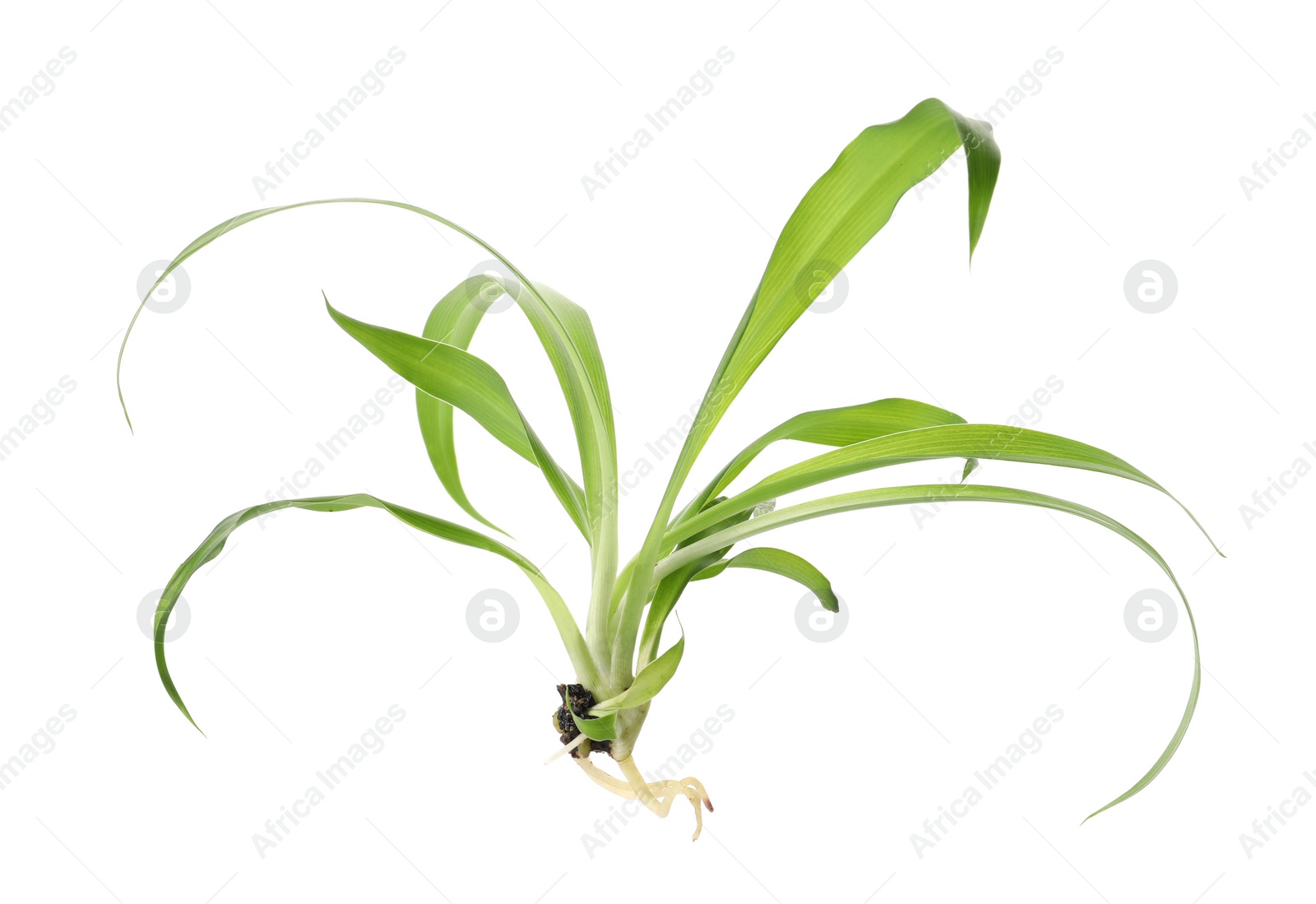 Photo of Houseplant seedling with leaves isolated on white