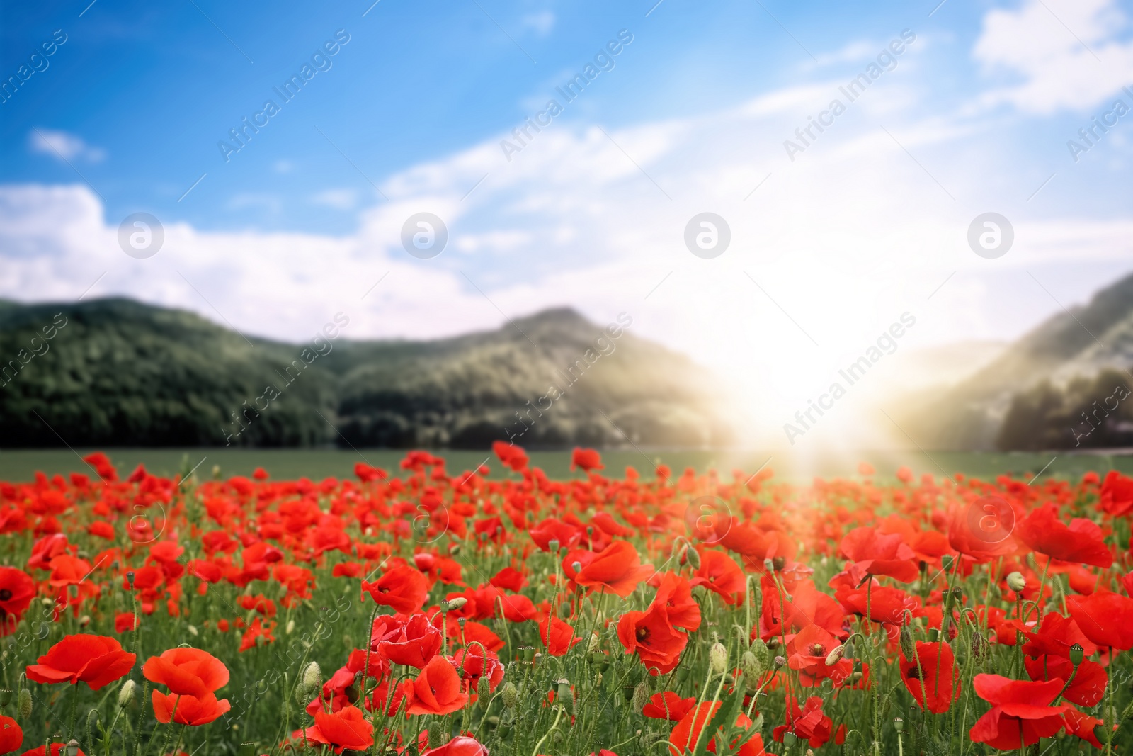 Image of Sunlit field of red poppy flowers near mountains