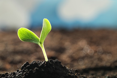 Young vegetable seedling growing in soil outdoors, space for text