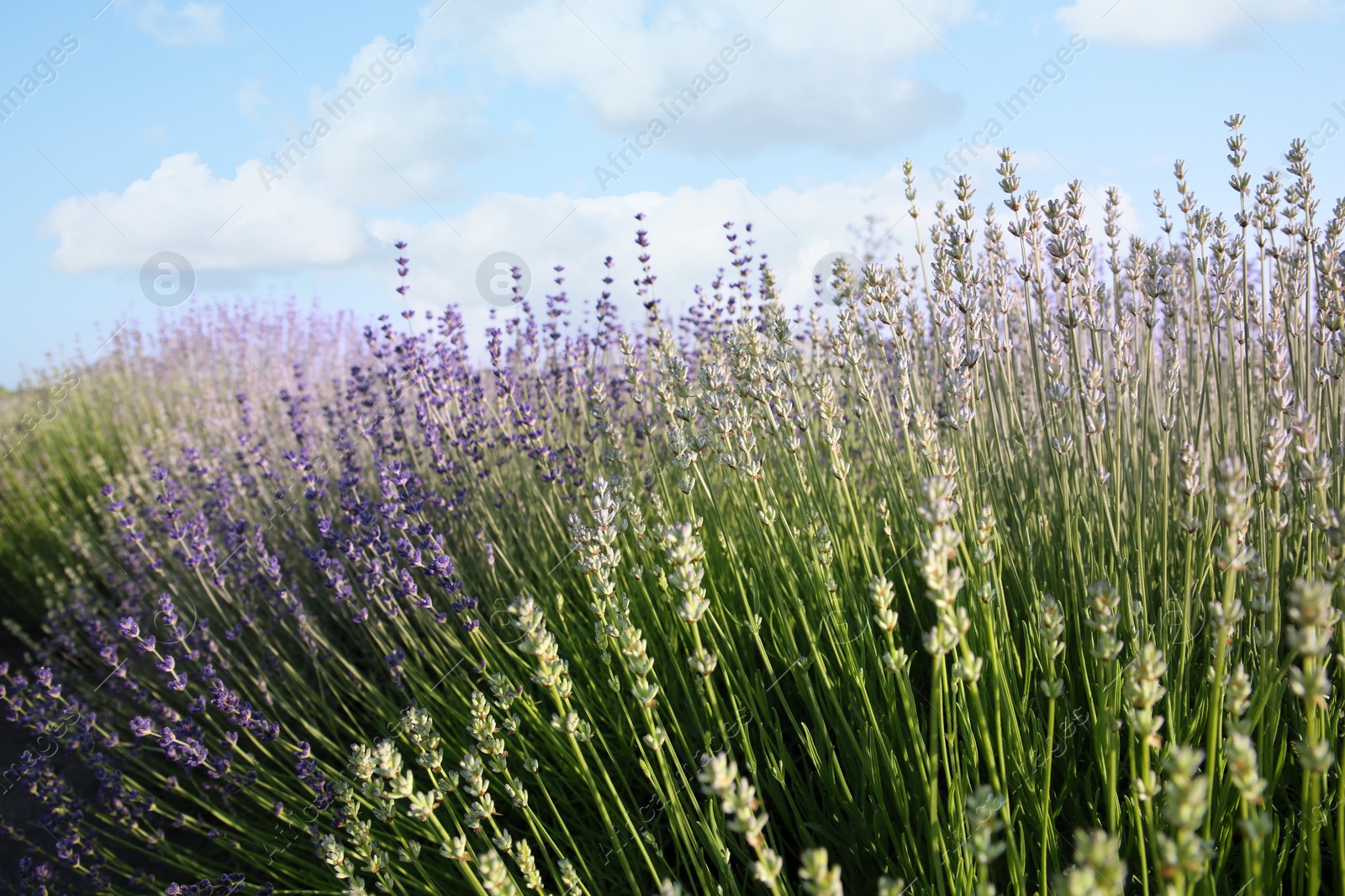 Photo of Beautiful view of blooming lavender growing in field
